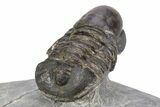 Pelagic Trilobite (Cyclopyge) Fossil - Exceptional Specimen #255355-6